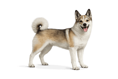 Norwegian Lundehund