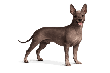 Peruvian Hairless