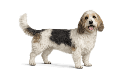 Petit Basset Griffon Vendeen