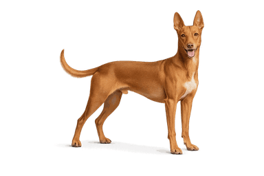 Pharaoh Hound