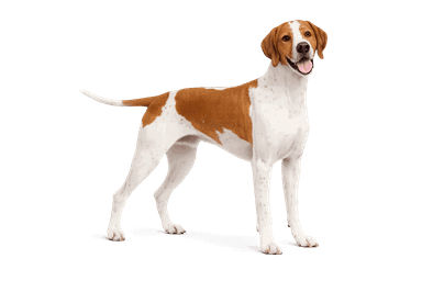 Pointer