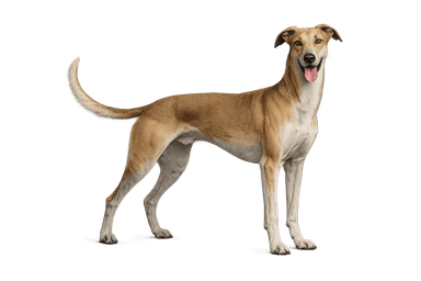 Polish Greyhound