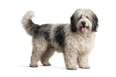 Polish Lowland Sheepdog