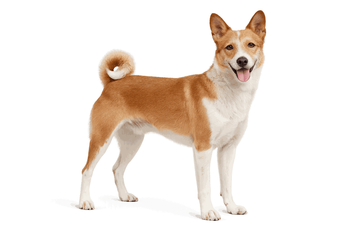 Portuguese Podengo