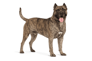 Presa Canario