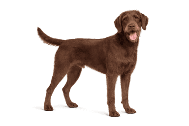 Pudelpointer