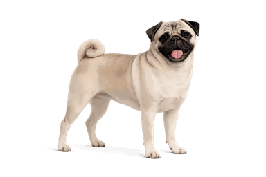 Pug