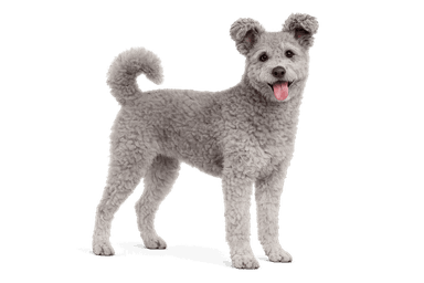 Pumi