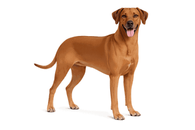 Rhodesian Ridgeback