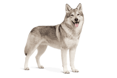 Saarlooswolfhond