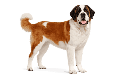 Saint Bernard