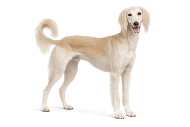 Saluki