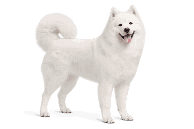 Samoyed