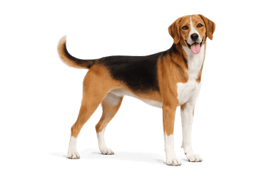 Schiller Hound