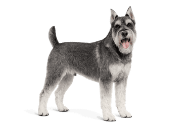 Schnauzer