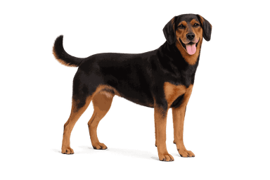 Slovakian Hound