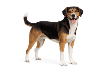 Smaland Hound
