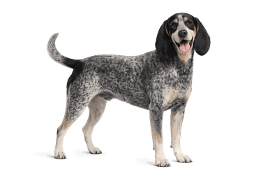 Small Blue Gascony Hound