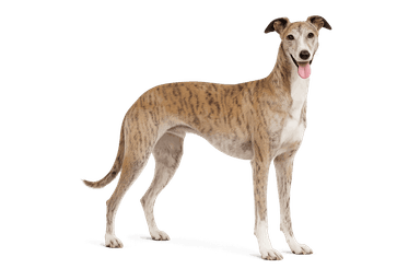 Spanish Galgo