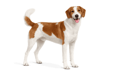 Spanish Hound
