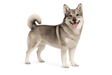 Swedish Vallhund