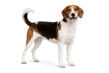 Swiss Lowland Hound