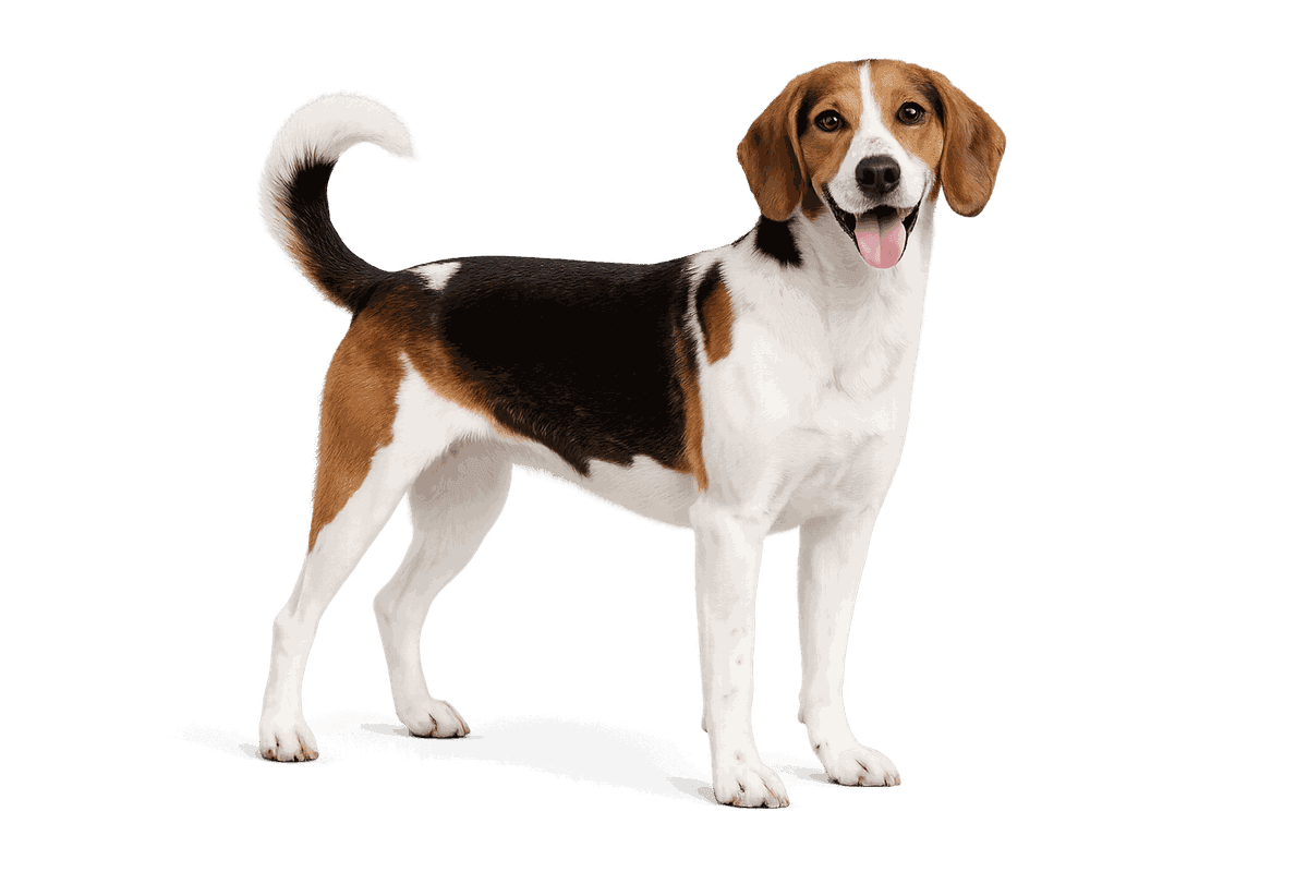 Swiss Lowland Hound
