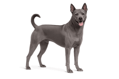 Thai Ridgeback