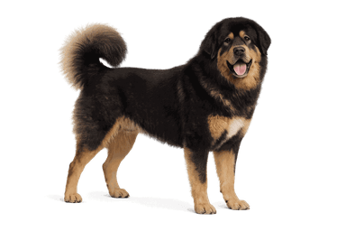 Tibetan Mastiff