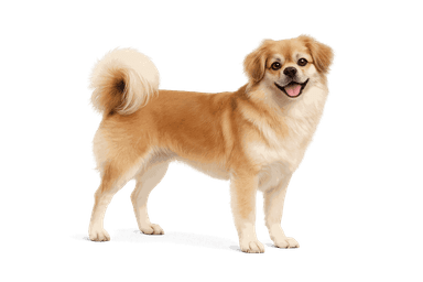 Tibetan Spaniel