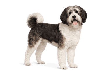 Tibetan Terrier