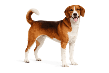 Tyrolean Hound