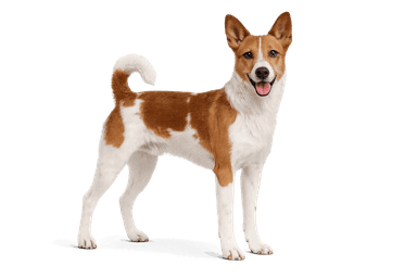 Valencian Terrier