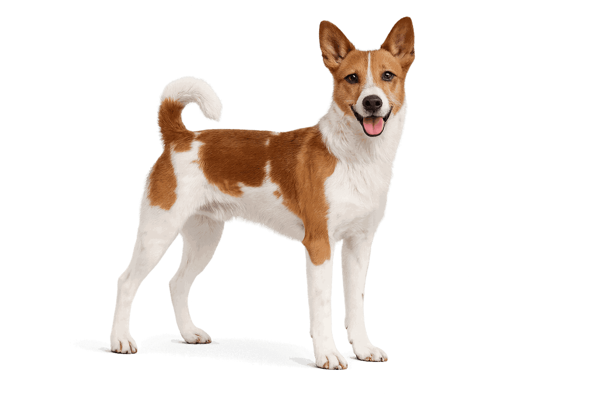 Valencian Terrier