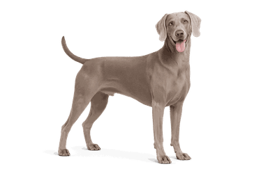 Weimaraner