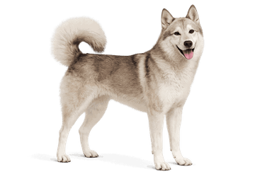 West Siberian Laika