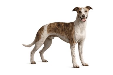 Whippet