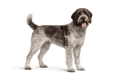Wirehaired Pointing Griffon