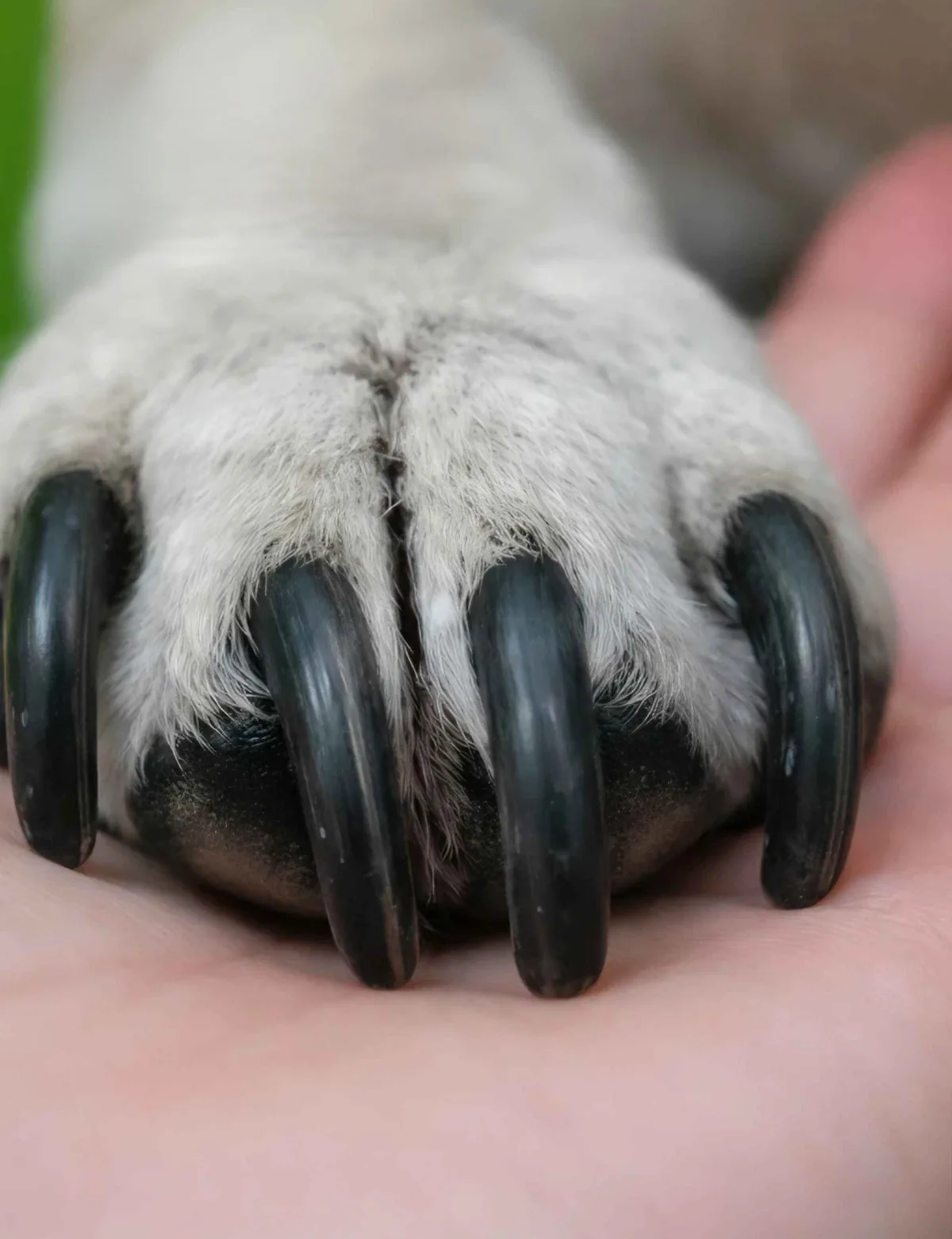 Before using the LED Dog Nail Trimmer, the dog nails look longer and rougher