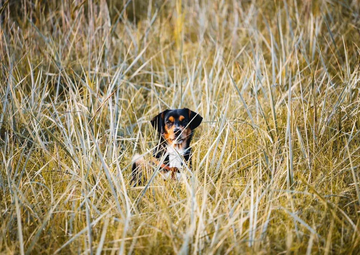 Small dog resting in tall grass during an outdoor walk