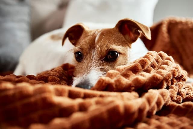 Best Dog Breeds for Apartment Living