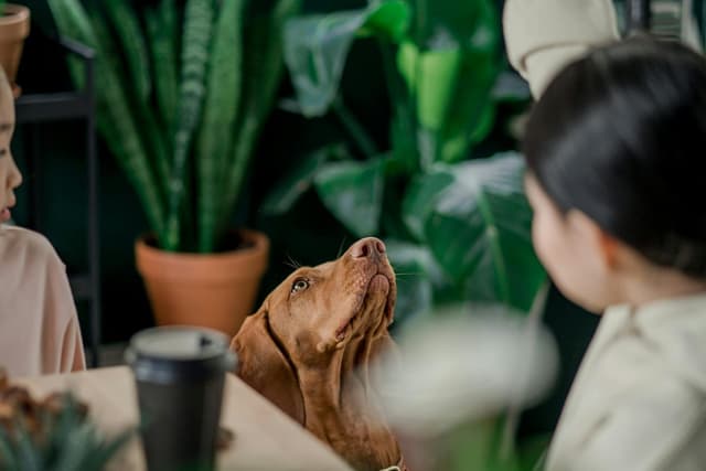 Best Treats for Reactive Dog Training: What to Use and When to Feed