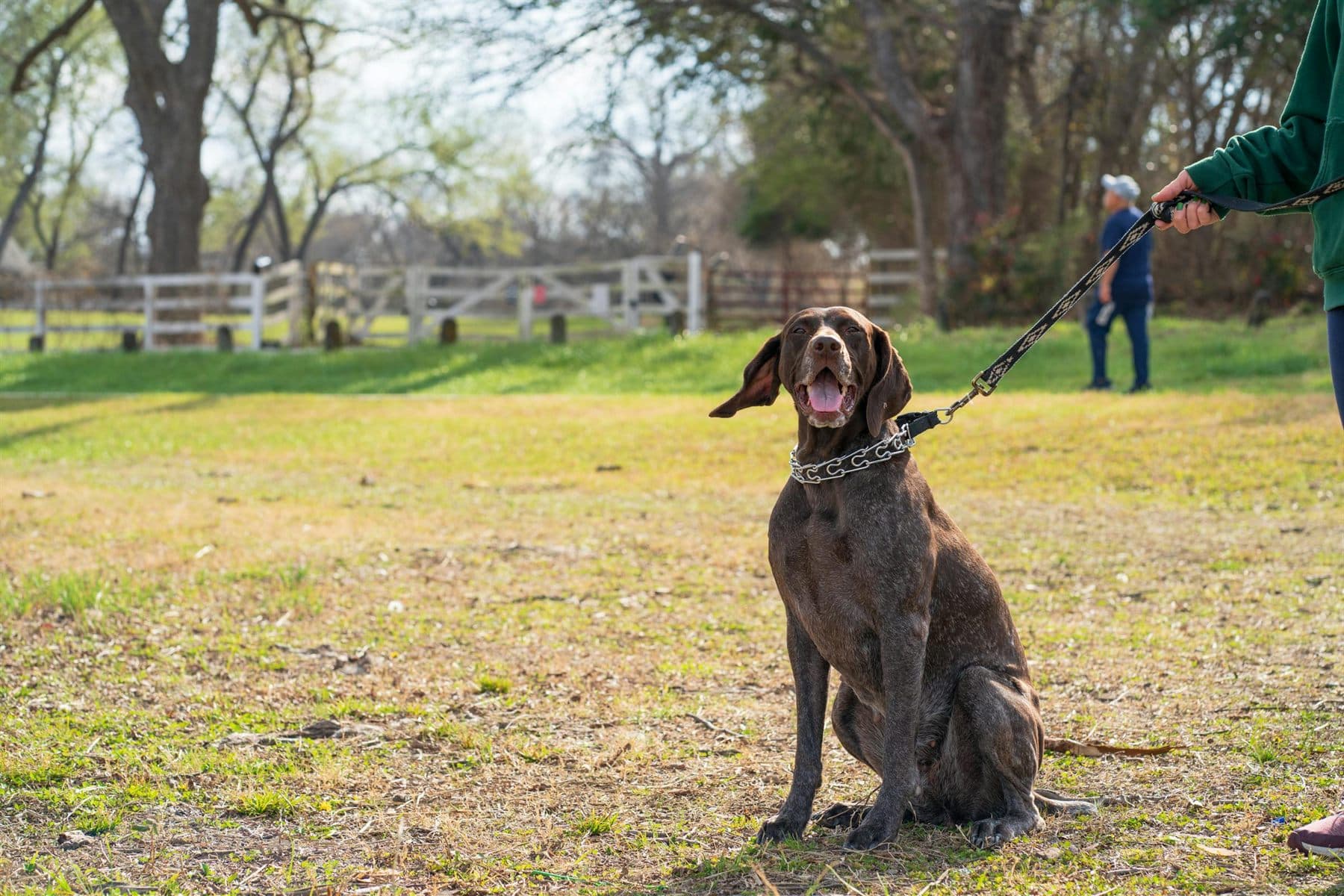 Decompression Walks for Reactive Dogs: How to Make Walks Calmer