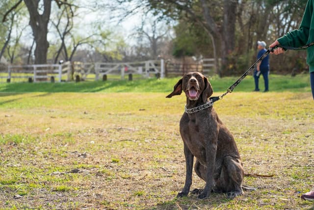 Decompression Walks for Reactive Dogs: How to Make Walks Calmer