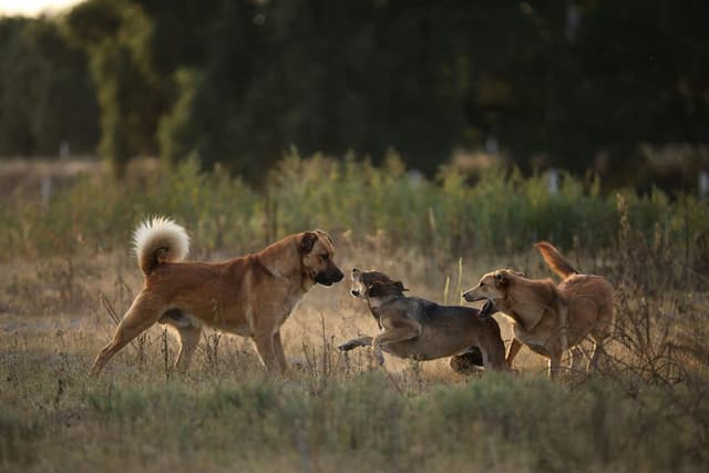Why Does My Dog Bark at Other Dogs on Walks?