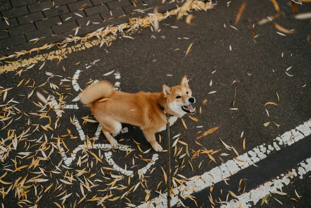 Dog Barks at Strangers on Walks: Why It Happens and What to Do