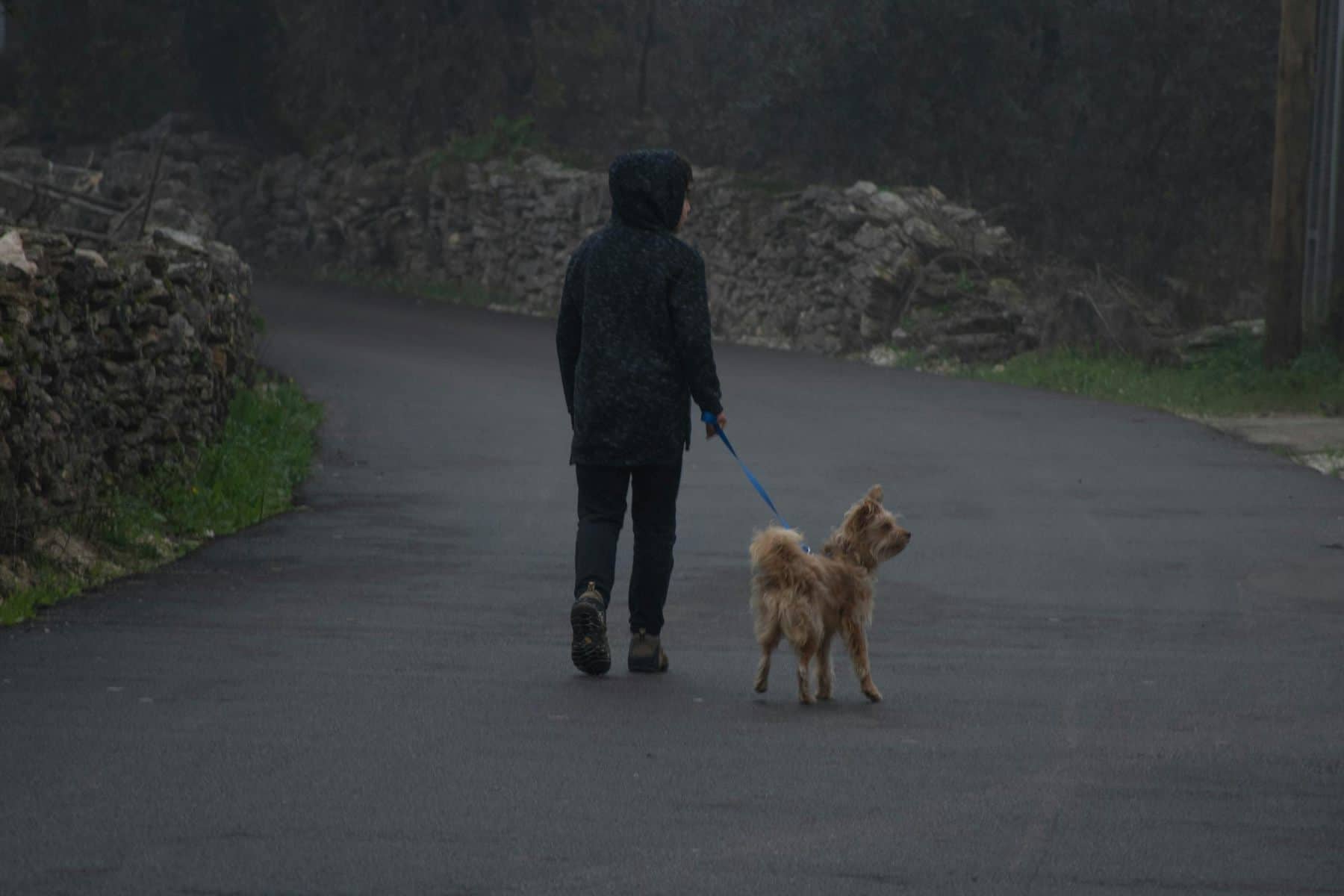 Emergency U-Turn for Reactive Dogs: How to Teach a Calm Exit
