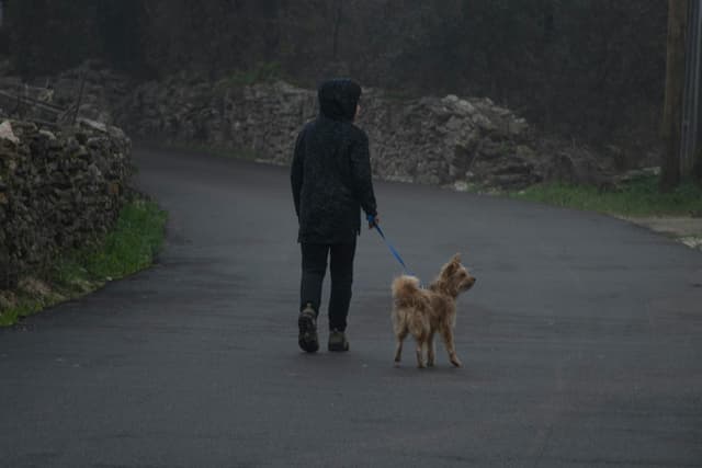 Emergency U-Turn for Reactive Dogs: How to Teach a Calm Exit