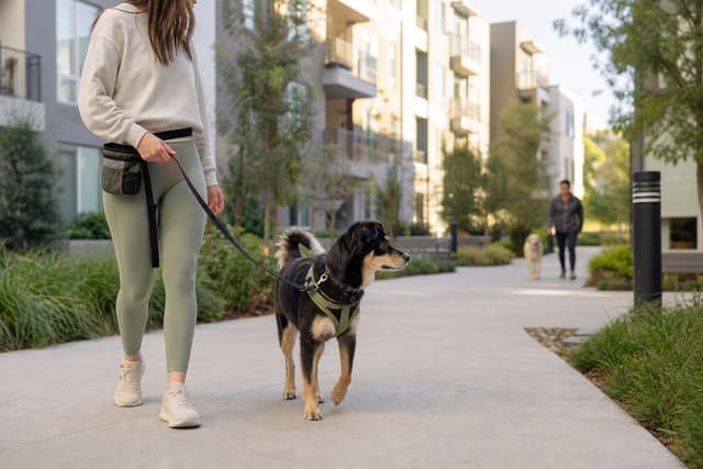 How to Walk a Reactive Dog in an Apartment Complex Without Making It Worse