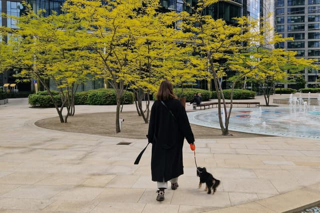 How to Walk a Reactive Dog in an Apartment Complex Without Making It Worse